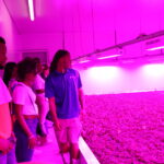 CWA in The Bahamas - pink produce